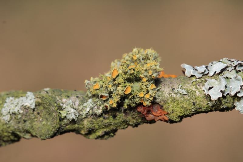 Teloschistes chrysophthalmus (door Jasper Willemsen)