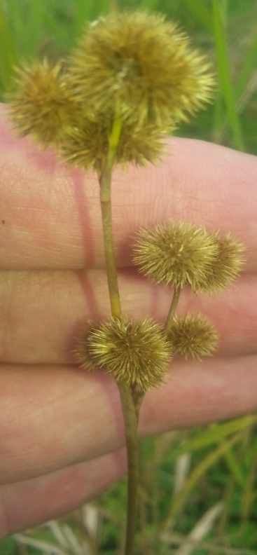 Juncus brachycarpus (door Kees Planqué)