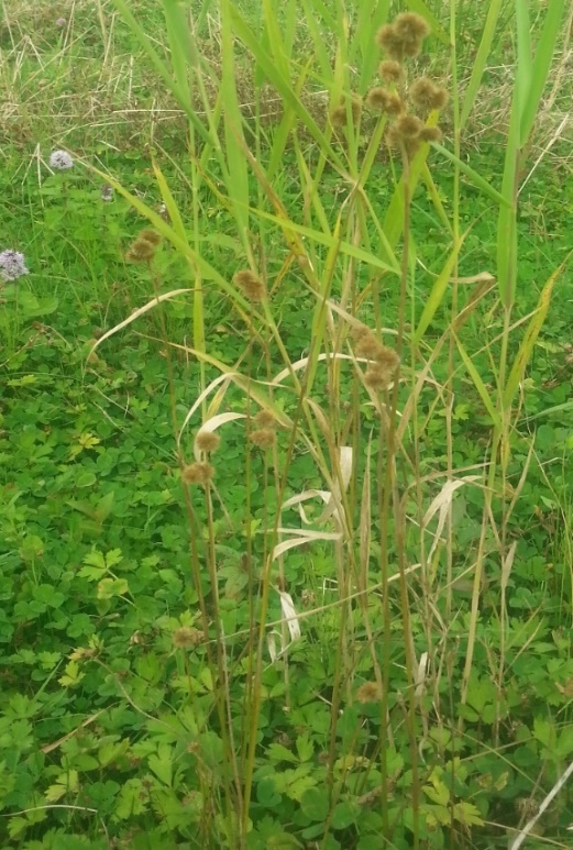 Juncus brachycarpus (door Kees Planqué)