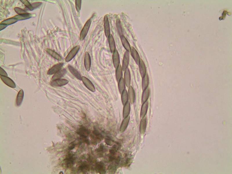 Stenocybe pullatula (door Marian Jagers)