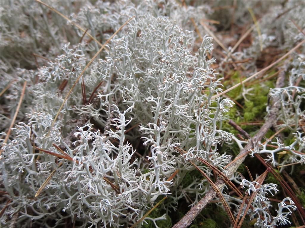 Cladonia rangiferina (door Koos van der Vaart)