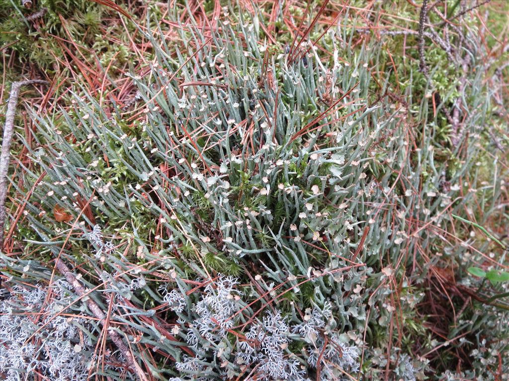 Cladonia gracilis (door Koos van der Vaart)