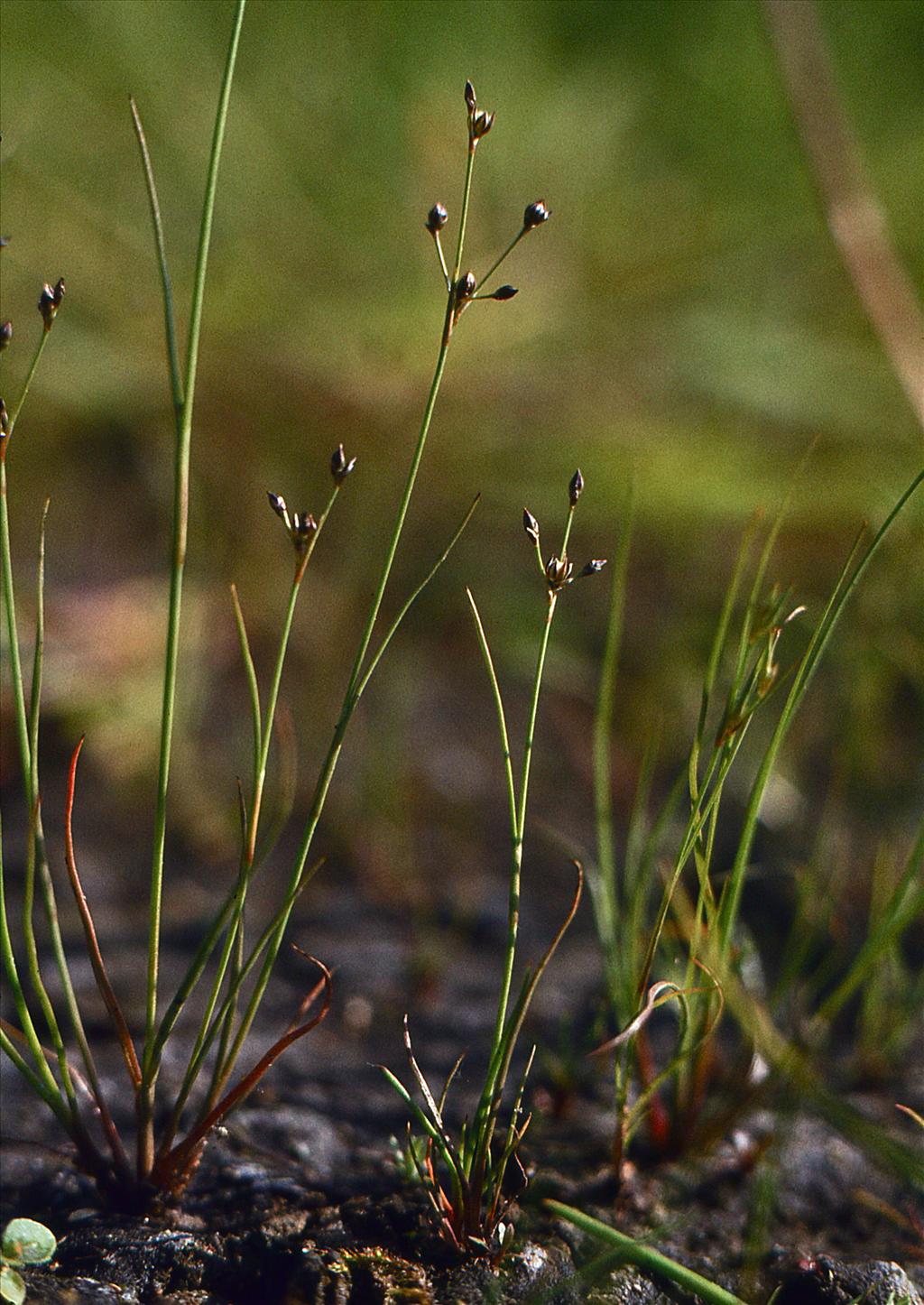 Juncus tenageia (door Jelle Hofstra)