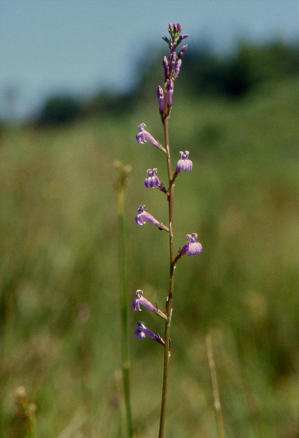 Lobelia urens (door Jelle Hofstra)