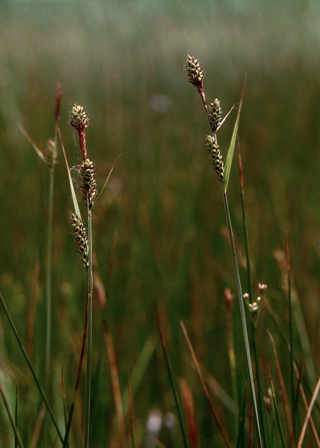 Carex buxbaumii (door Jelle Hofstra)