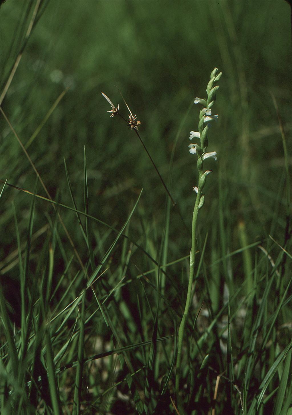 Spiranthes aestivalis (door Jelle Hofstra)