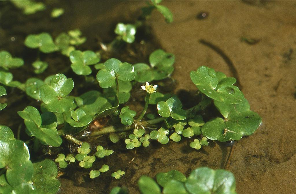 Ranunculus hederaceus (door Jelle Hofstra)