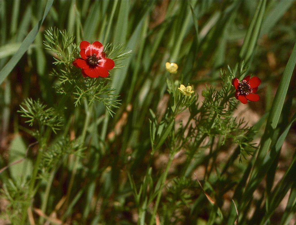 Adonis annua (door Jelle Hofstra)