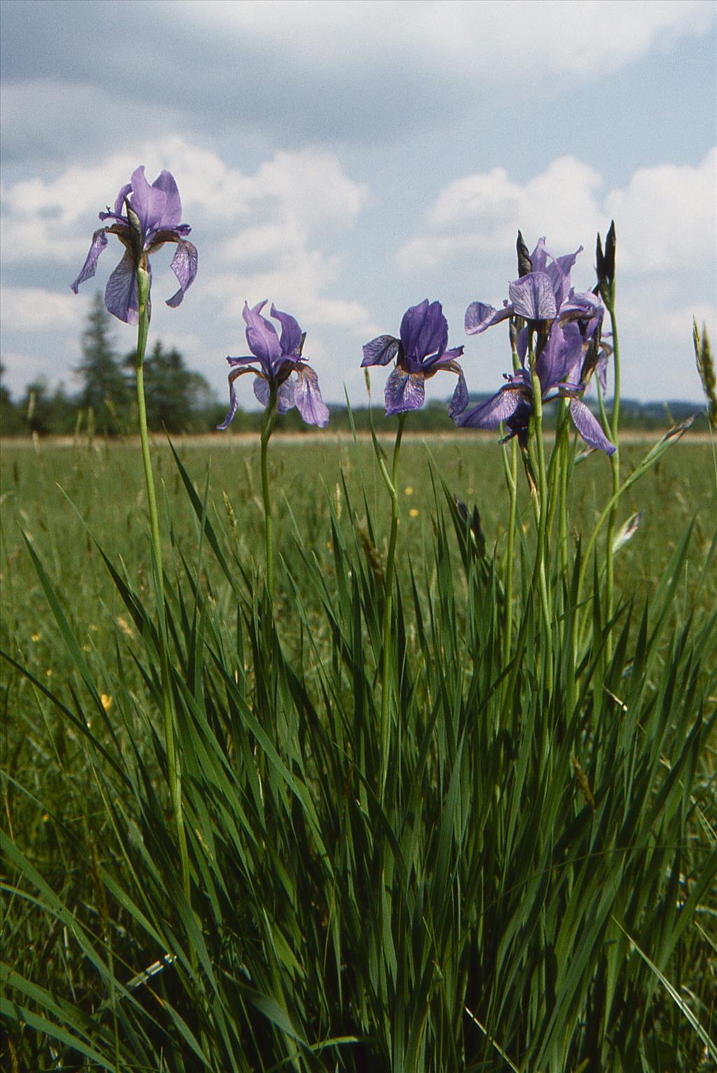 Iris sibirica (door Jelle Hofstra)