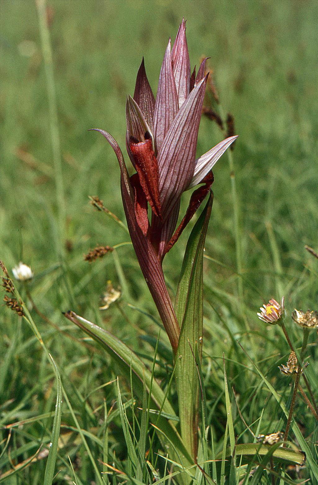 Serapias vomeracea (door Jelle Hofstra)