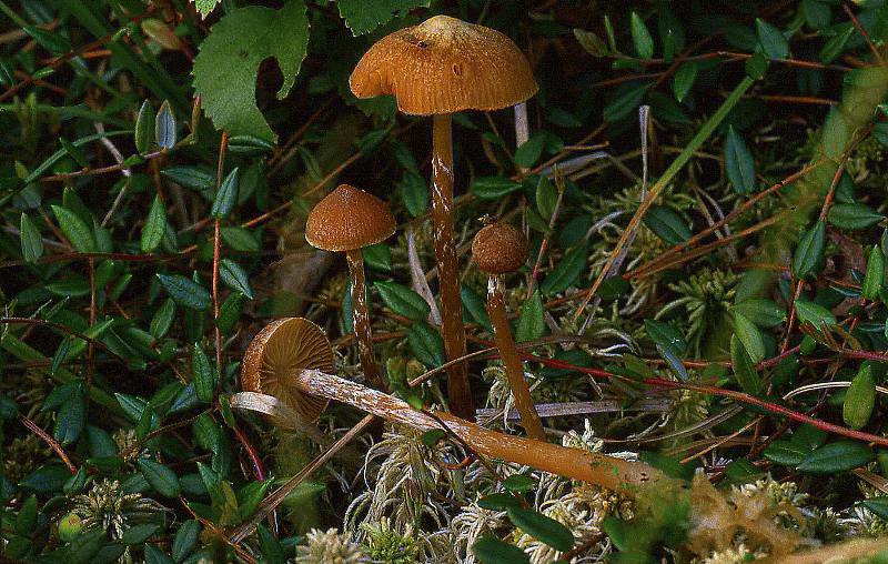 Galerina paludosa (door Dinant Wanningen)