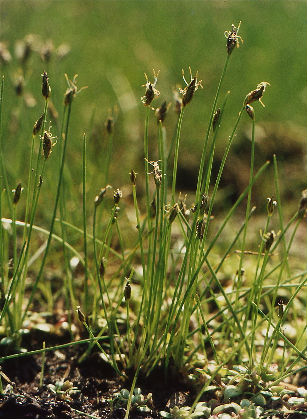 Eleocharis acicularis (door Jelle Hofstra)