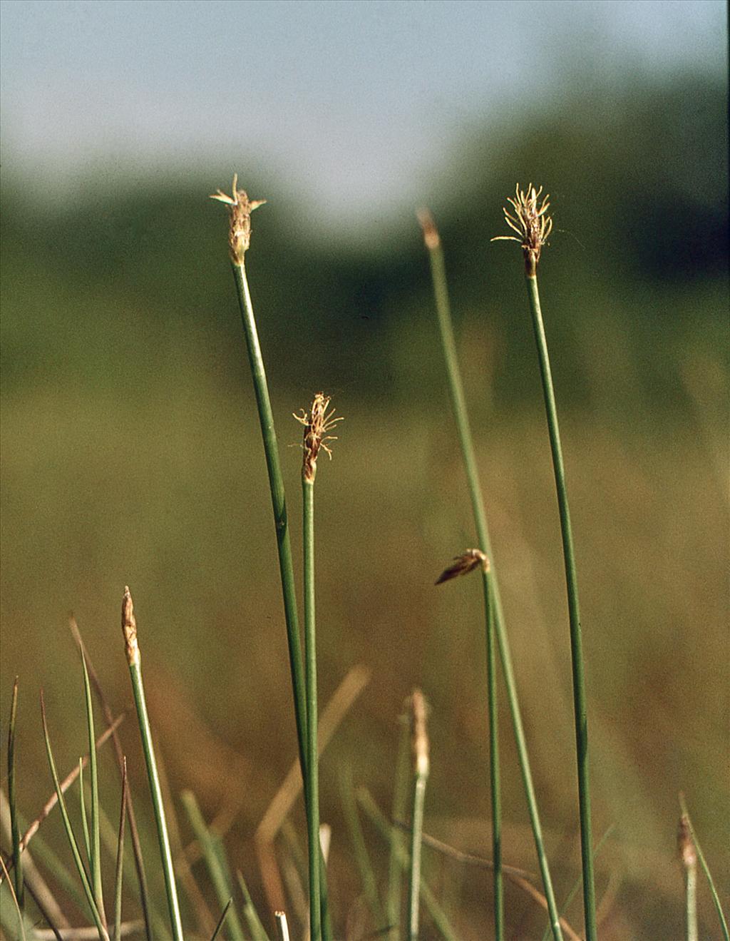 Eleocharis multicaulis (door Jelle Hofstra)