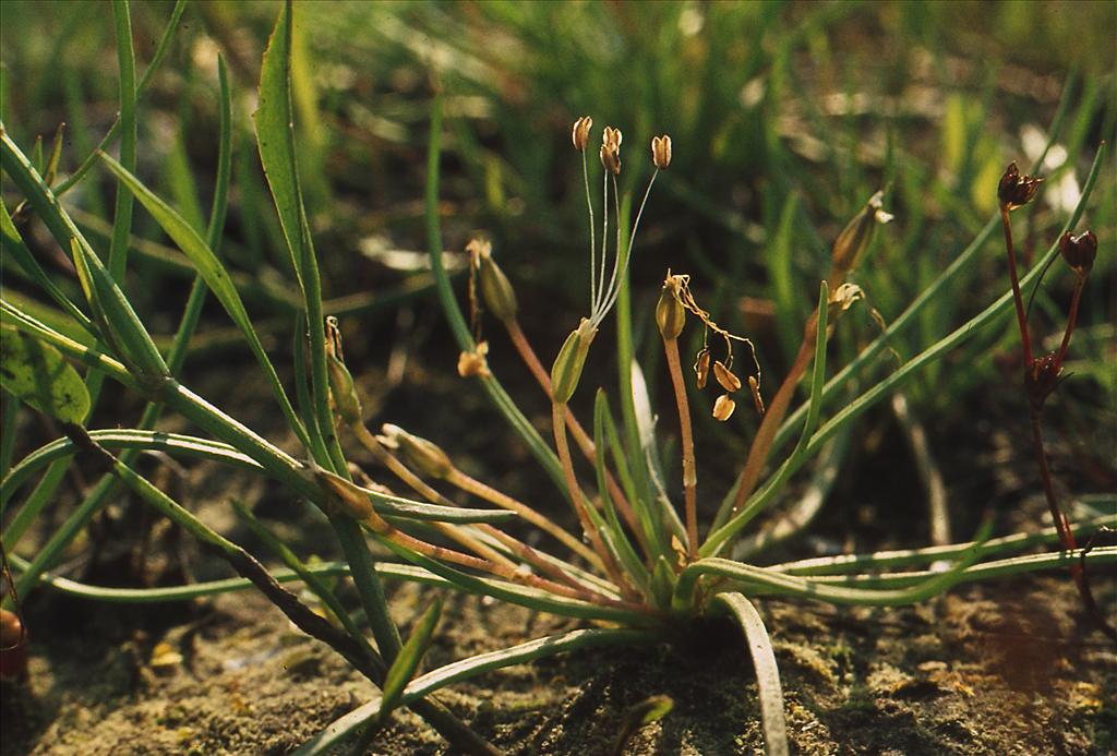 Littorella uniflora (door Jelle Hofstra)