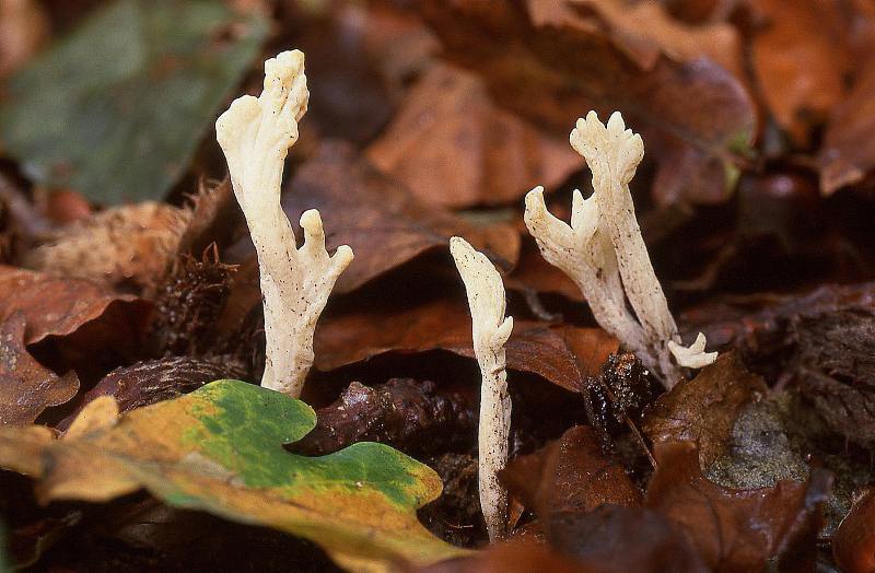 Clavulina rugosa (door Dinant Wanningen)