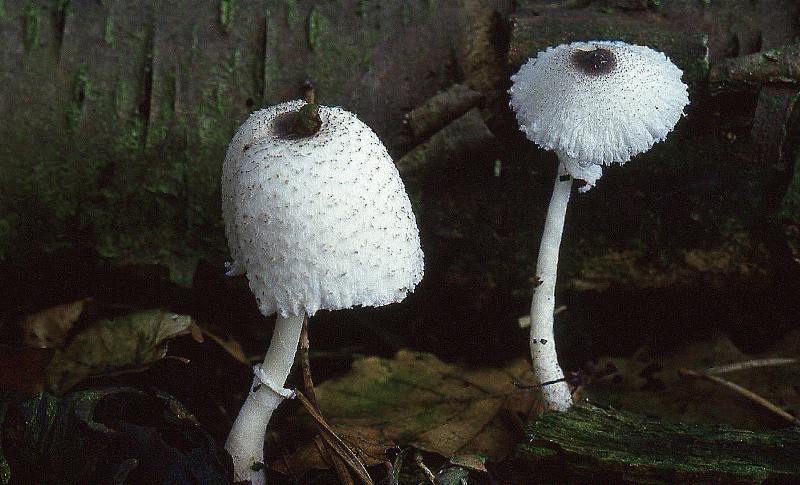 Leucocoprinus brebissonii (door Dinant Wanningen)