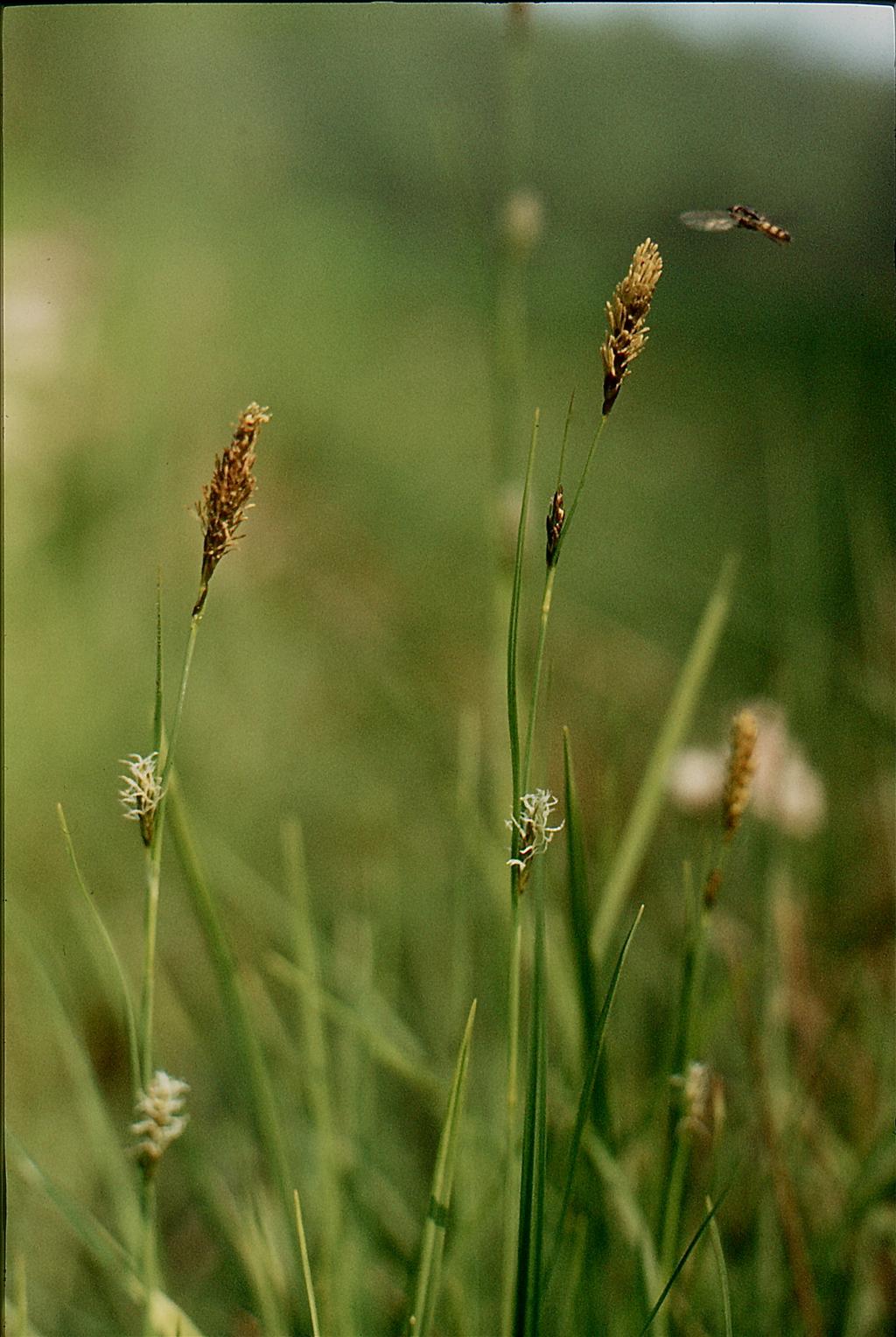 Carex hostiana (door Jelle Hofstra)