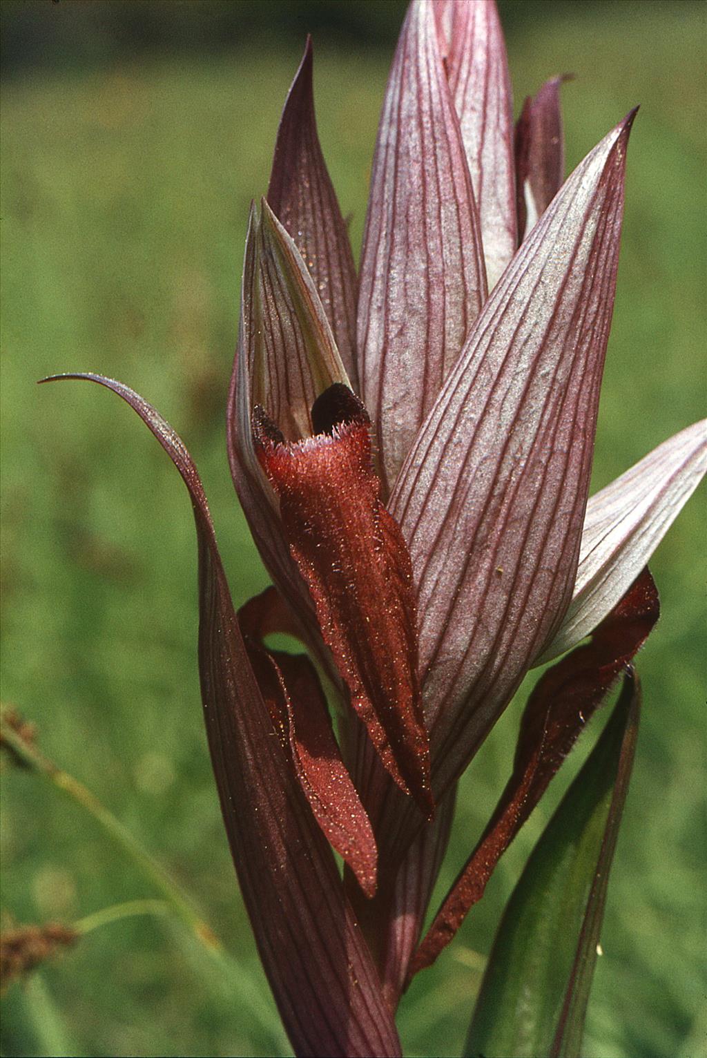 Serapias vomeracea (door Jelle Hofstra)