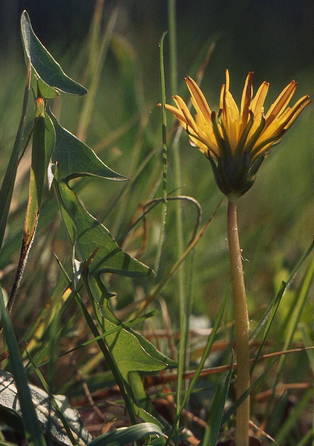 Taraxacum sect. Celtica (door Jelle Hofstra)