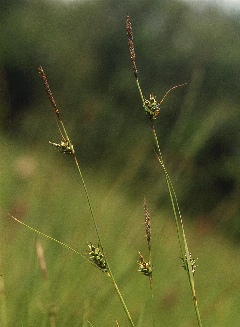Carex hostiana (door Jelle Hofstra)