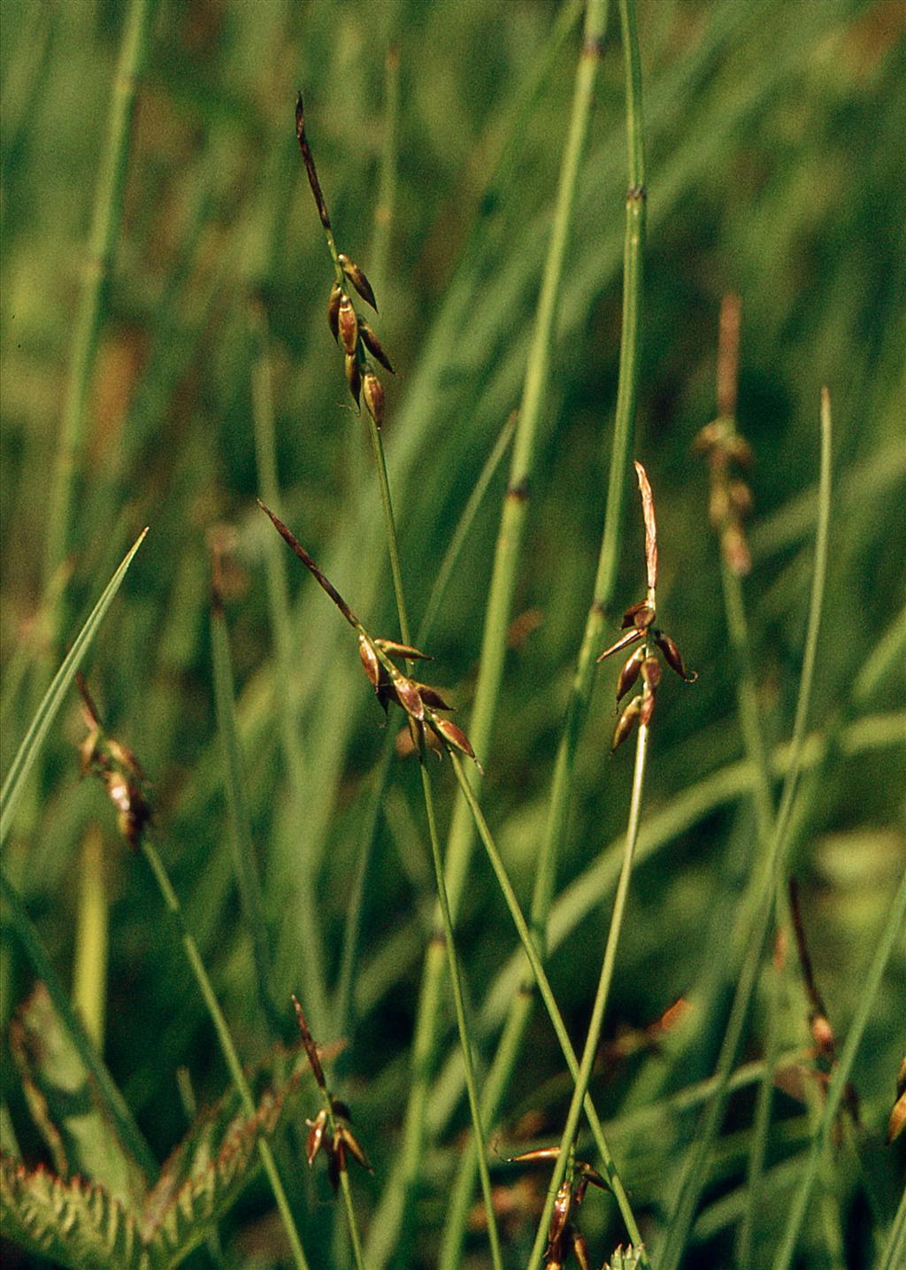 Carex pulicaris (door Jelle Hofstra)