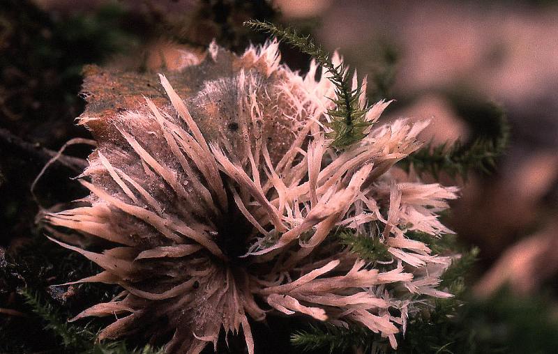 Thelephora penicillata (door Dinant Wanningen)