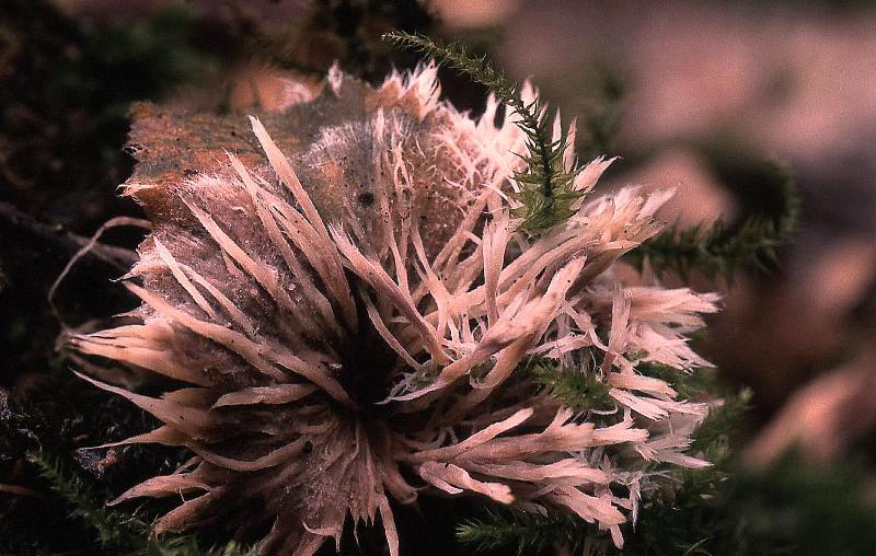 Thelephora penicillata (door Dinant Wanningen)