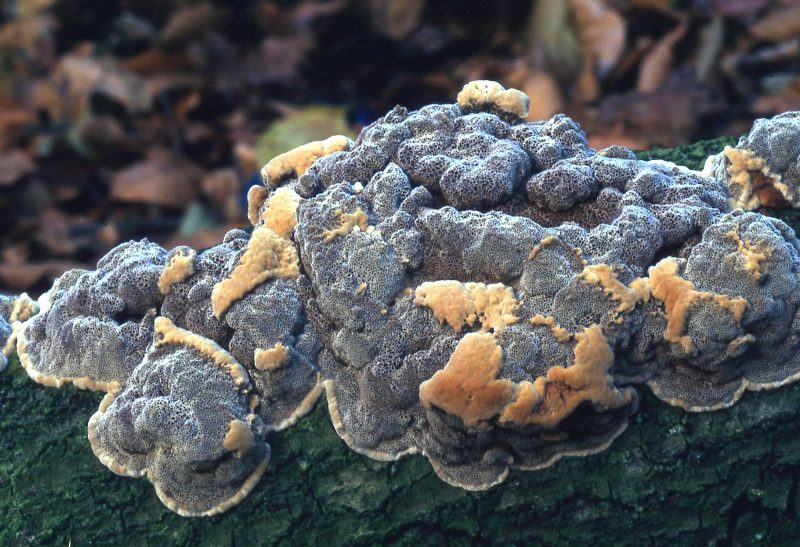 Mensularia nodulosa (door Dinant Wanningen)