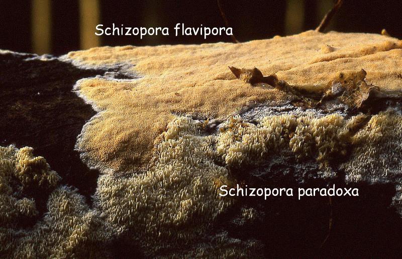 Schizopora paradoxa (door Dinant Wanningen)