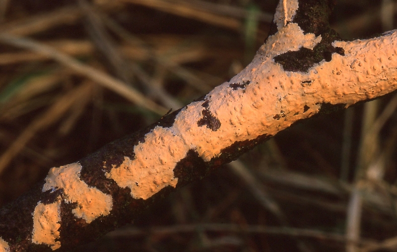 Peniophora incarnata (door Dinant Wanningen)