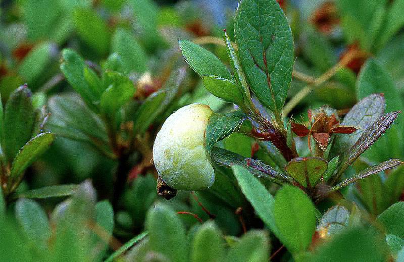 Exobasidium japonicum (door Dinant Wanningen)