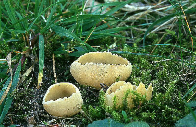 Tarzetta catinus (door Dinant Wanningen)