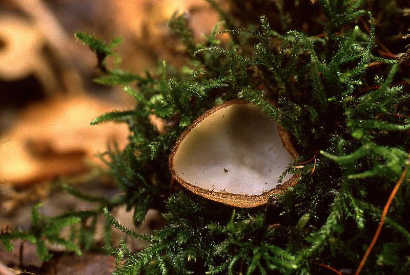 Humaria hemisphaerica (door Dinant Wanningen)