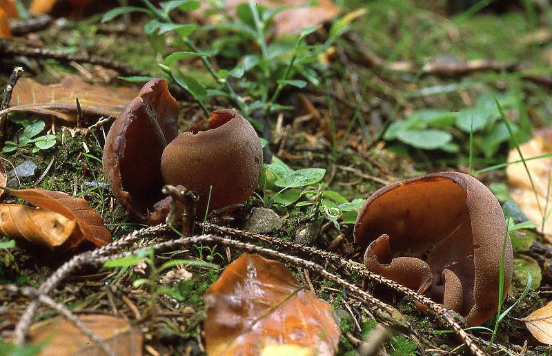 Otidea bufonia (door Dinant Wanningen)