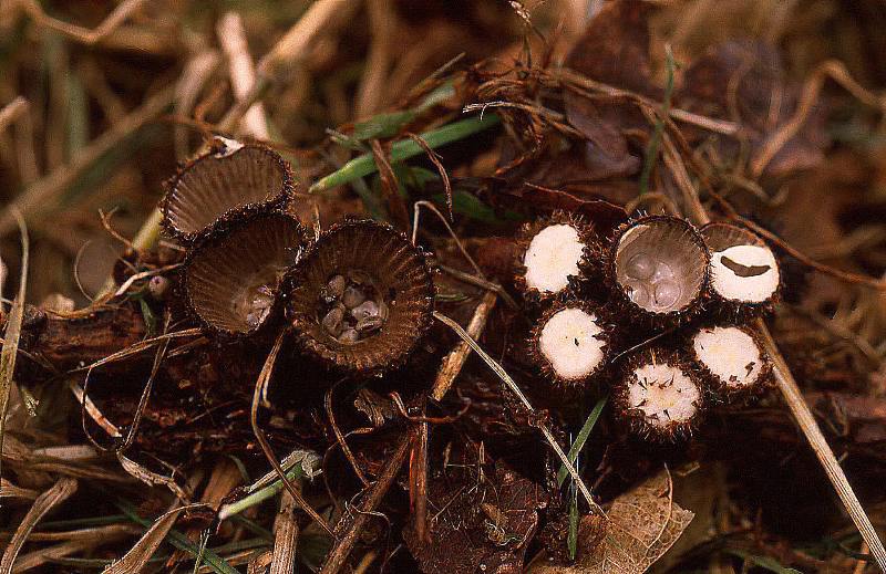 Cyathus striatus (door Dinant Wanningen)