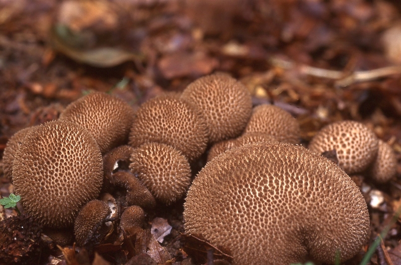 Lycoperdon nigrescens (door Dinant Wanningen)