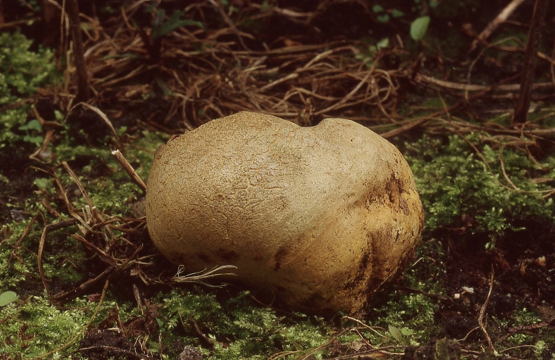 Scleroderma bovista (door Dinant Wanningen)