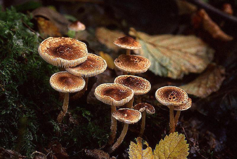 Lepiota castanea (door Dinant Wanningen)