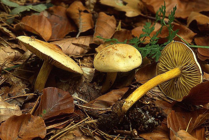 Tricholoma sulphureum (door Dinant Wanningen)