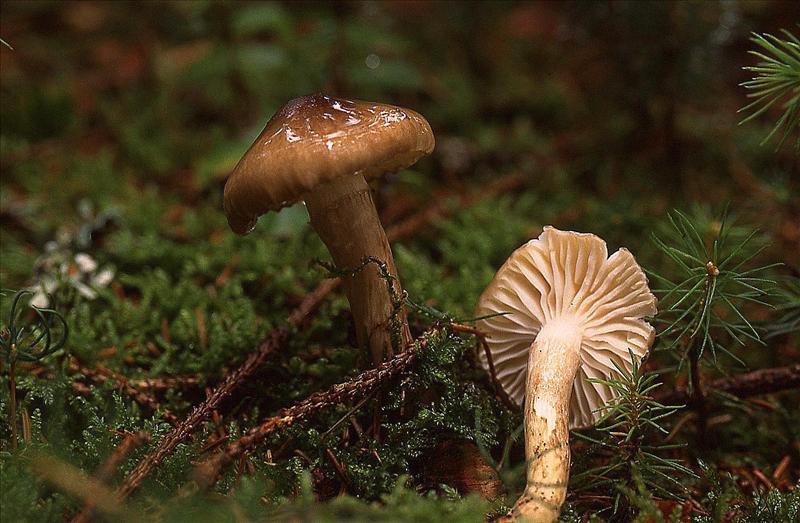 Hygrophorus olivaceoalbus (door Dinant Wanningen)