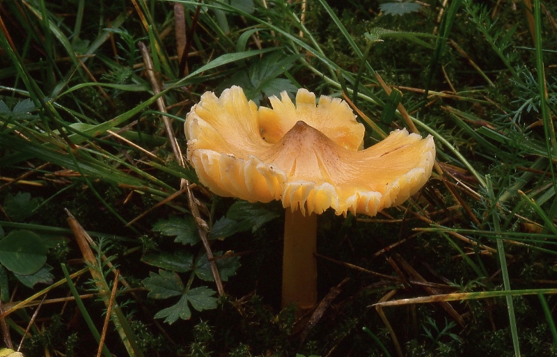 Hygrocybe acutoconica (door Dinant Wanningen)