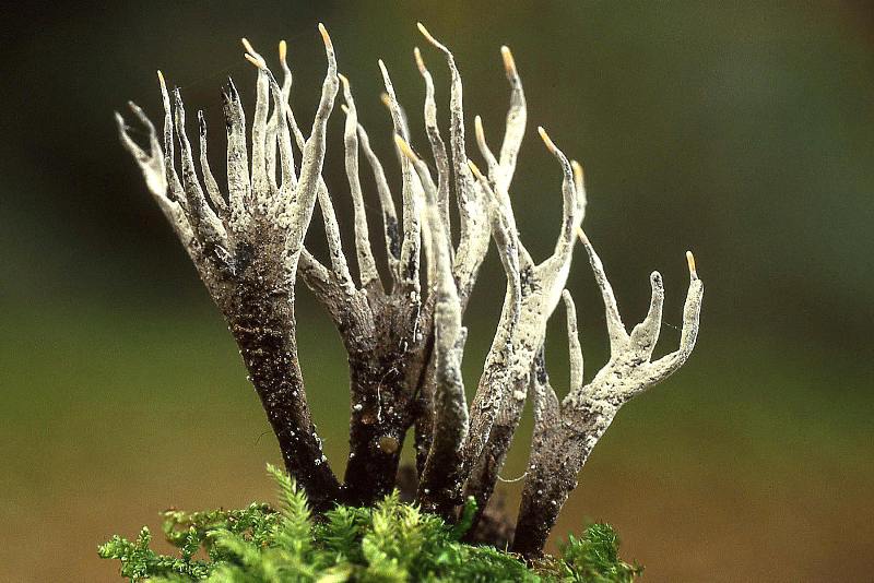 Xylaria hypoxylon (door Dinant Wanningen)