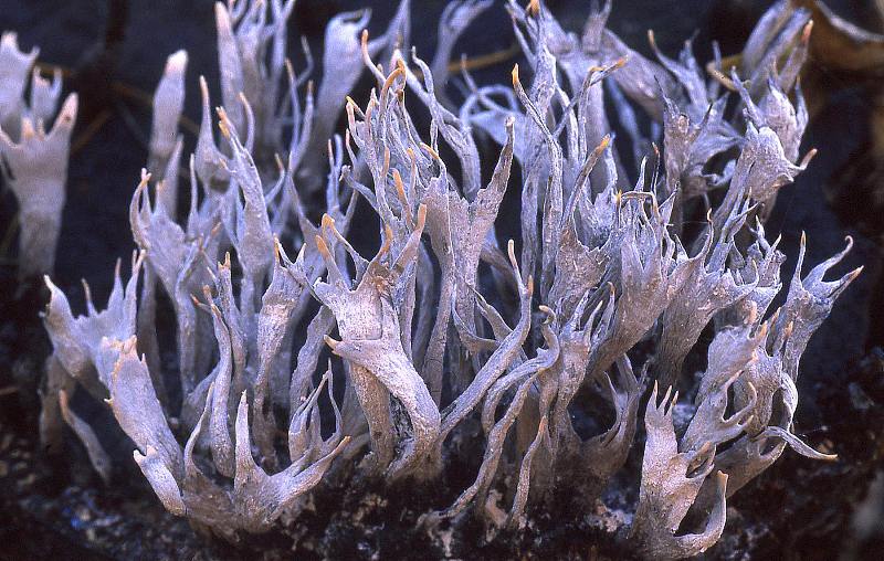 Xylaria hypoxylon (door Dinant Wanningen)