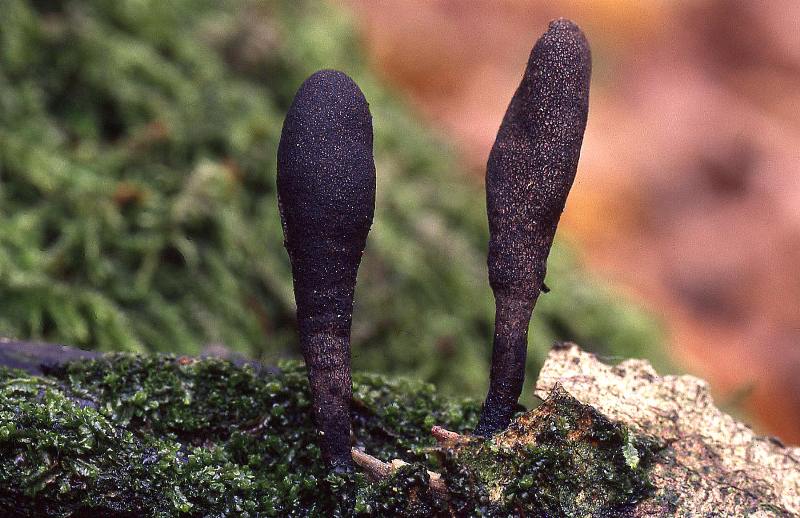 Xylaria longipes (door Dinant Wanningen)