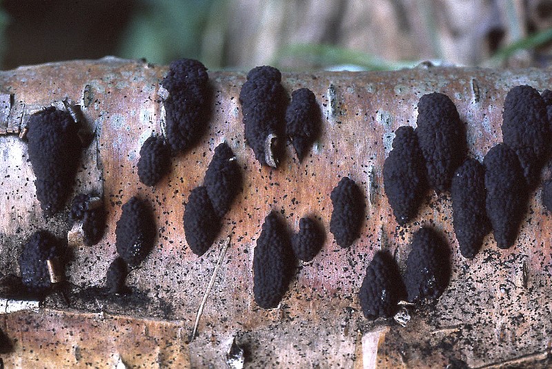 Annulohypoxylon multiforme (door Dinant Wanningen)