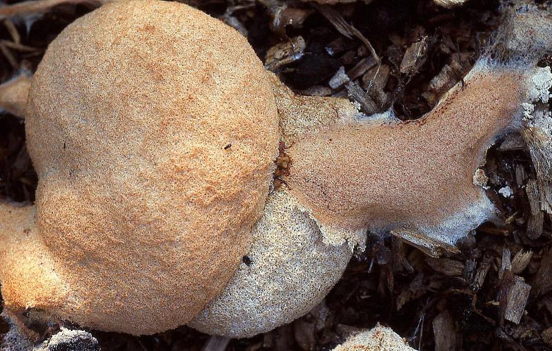Fuligo septica (door Dinant Wanningen)