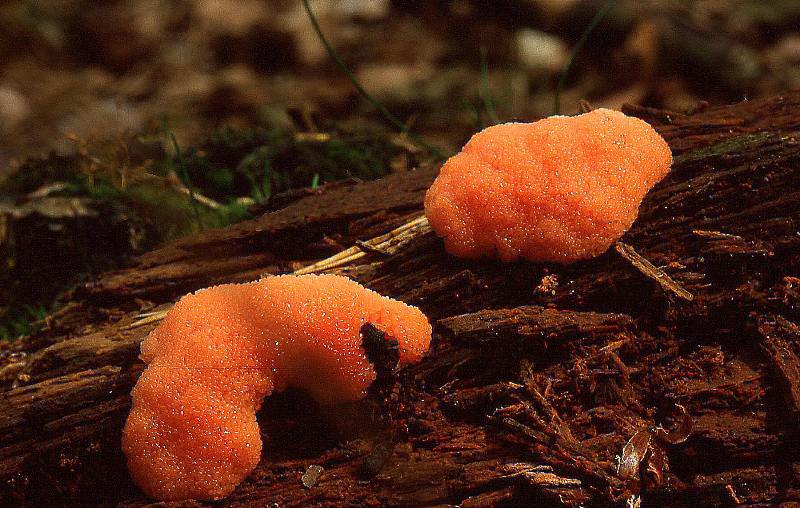 Tubifera arachnoidea (door Dinant Wanningen)