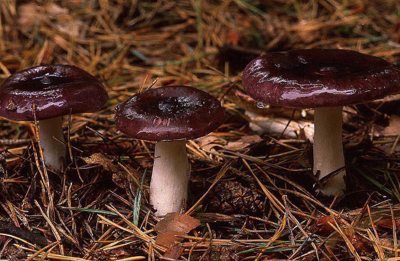 Russula caerulea (door Dinant Wanningen)