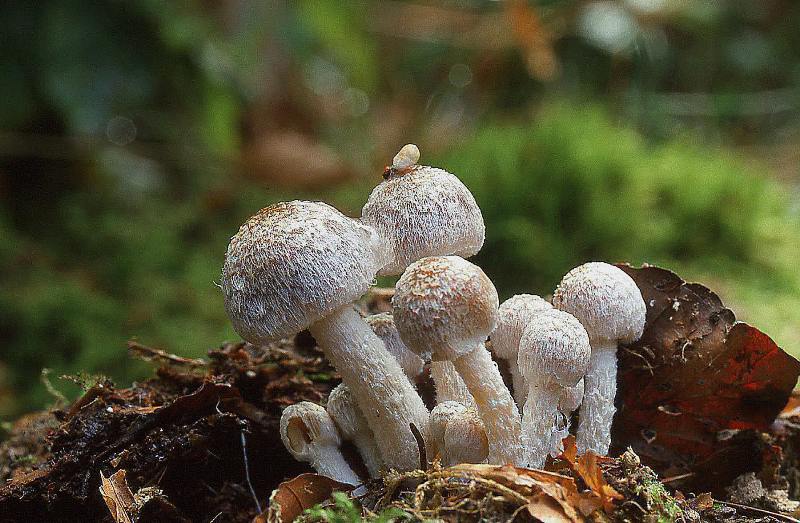 Psathyrella artemisiae (door Dinant Wanningen)