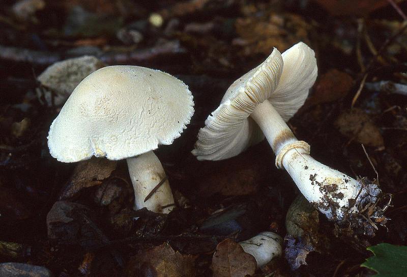 Leucoagaricus leucothites (door Dinant Wanningen)